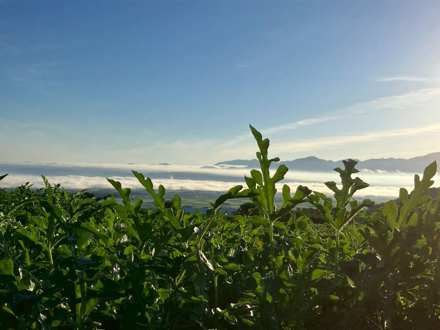 SHINSHU SKY FARMの波田スイカ