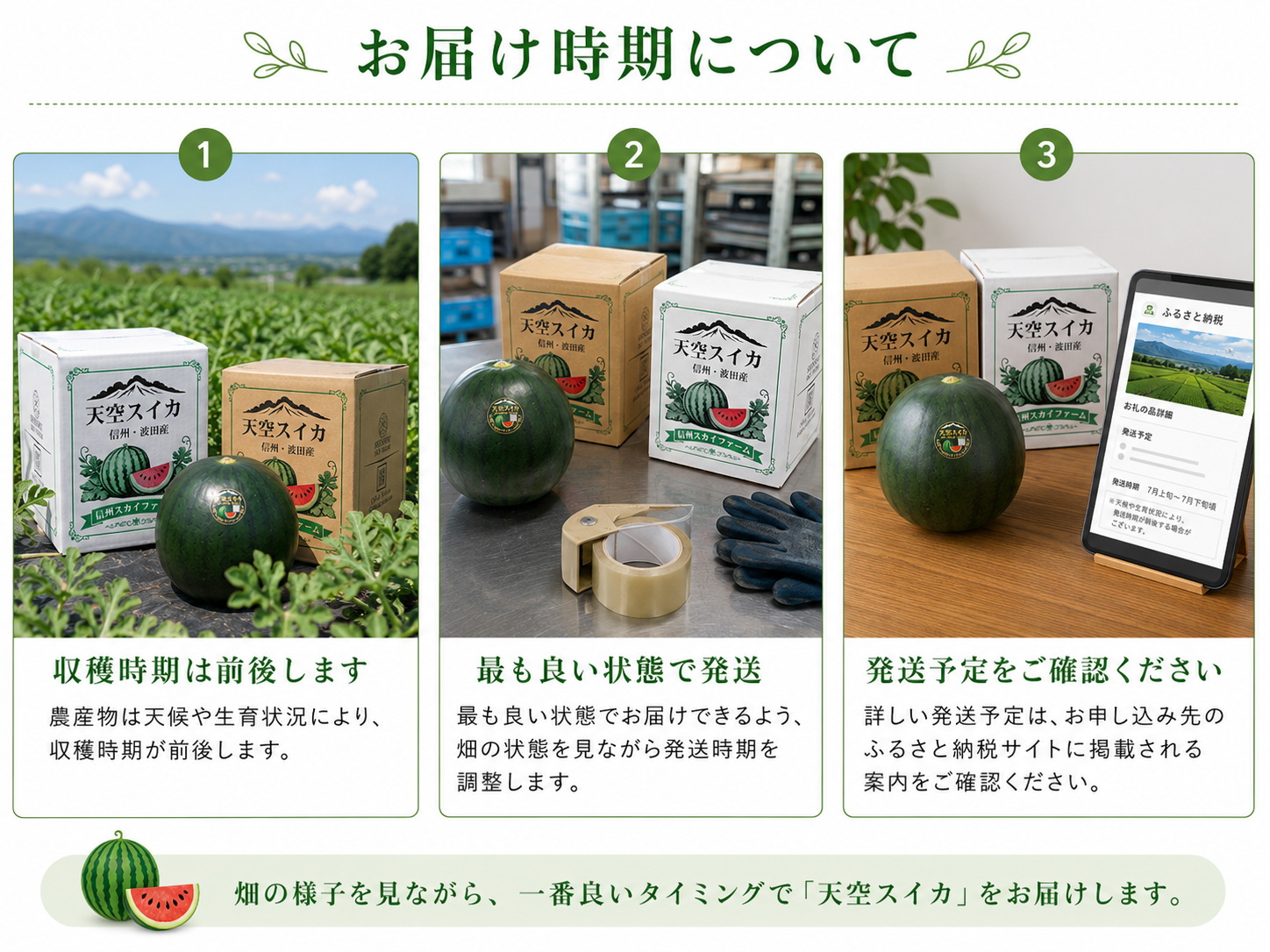 畑で育つ波田産スイカ